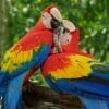 2 perroquets multicolore du Mexique macao