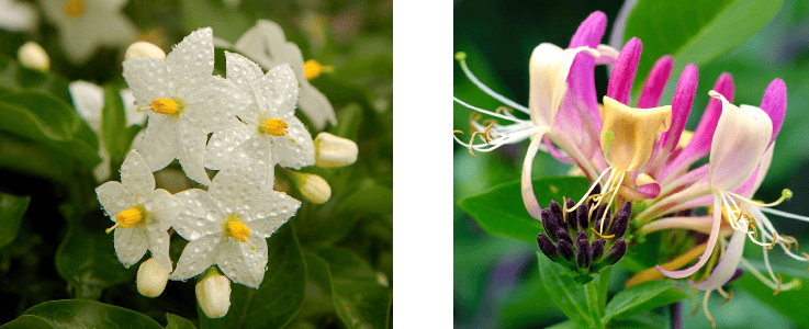 plantes grimpantes telles que le jasmin ou le chèvrefeuille