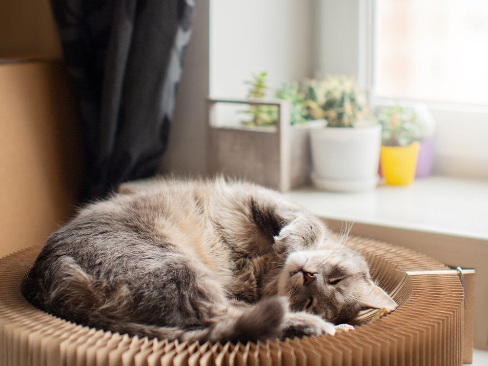 Combien d'heures un chat dort il par jour Le mystère des ronronnements nocturnes