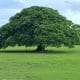 Photo de l&#039;arbre Guanacaste