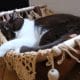 Hamac pour chat taupe + support en bois 10