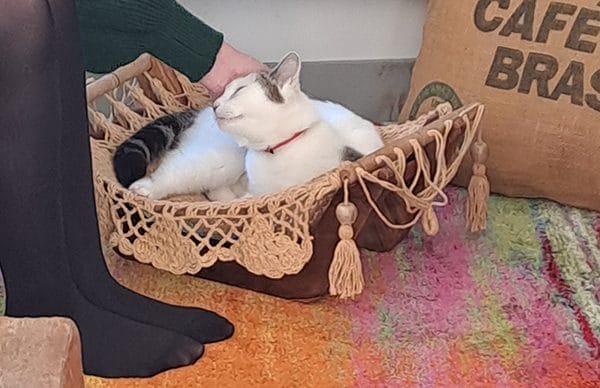 Photo d'un chat blanc dans un hamac pour chat de luxe, dans un salon, se faisant caresser par sa maitresse. 